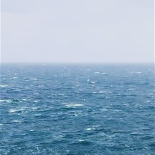 🧊 Flash-Frozen Excellence:Super Colossal Russian King Crab Legs